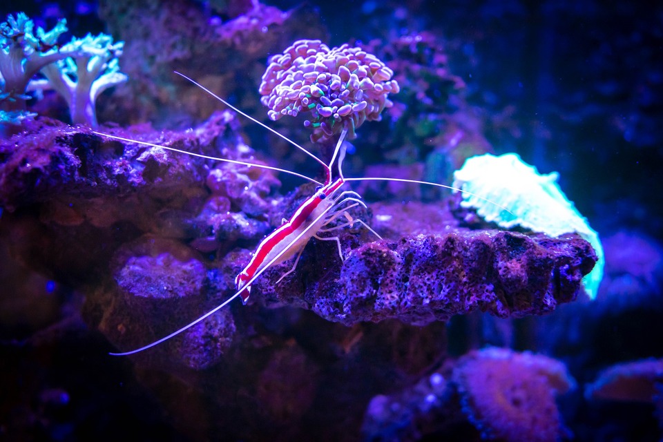 Krevetės nemėgsta mažų erdvių, akvariumas turėtų būti didelis, kuris taip pat yra graži namų puošmena.